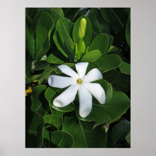 タヒチアンガーデニア ポスター