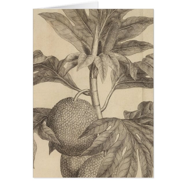 タヒチ島マタヴィア湾 (正面)