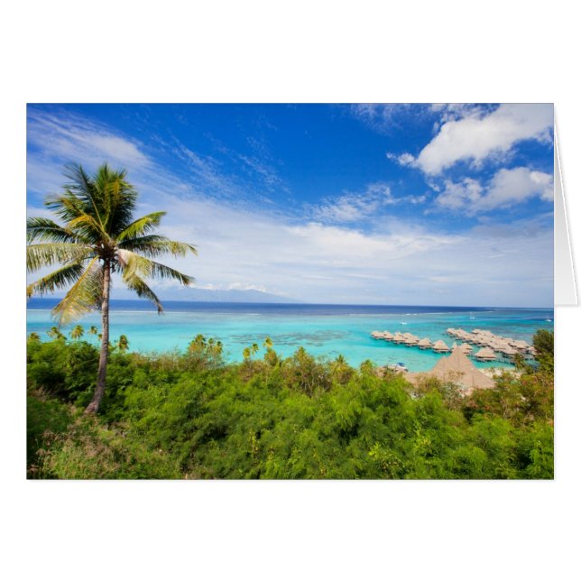 タヒチ (正面横)