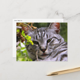 タビーねこ葉書 ポストカード