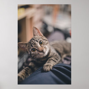 タビーよくはしゃぐ猫写真プリント ポスター
