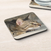 タビーキャットコースター コースター (左側)