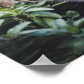 タビー猫の森での物色 ポスター (角)