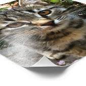 タビー猫ネコ目連絡 フォトプリント            (角)