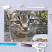 タビー猫ネコ目連絡 薄葉紙 (クラフト)