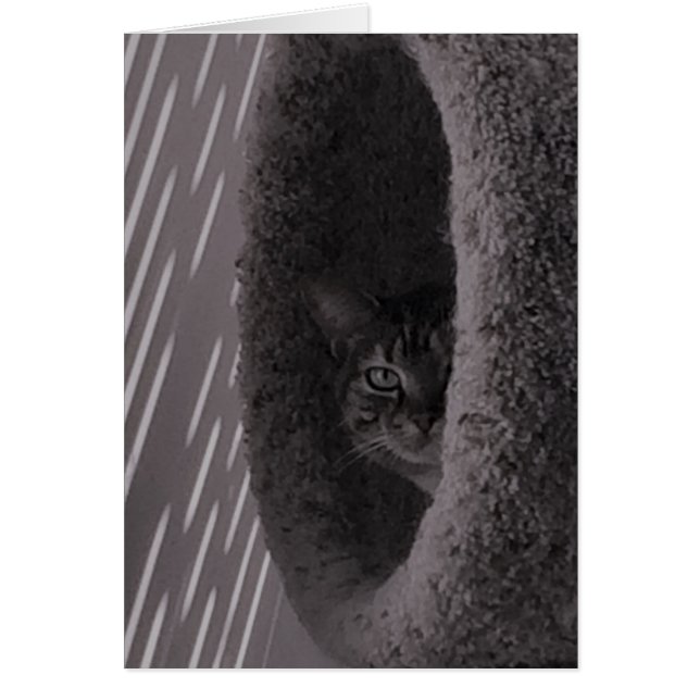 タビー猫 (正面)
