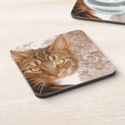 タビー猫 コースター (左側)