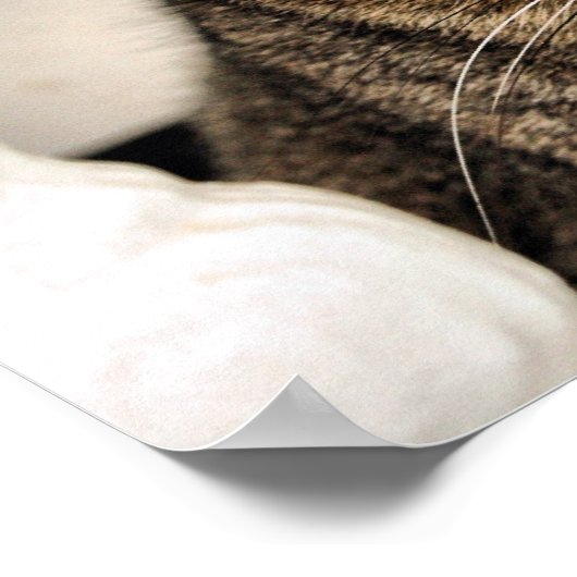 タビー猫 ポスター (角)