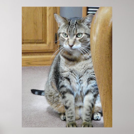 タビー猫 ポスター (正面)