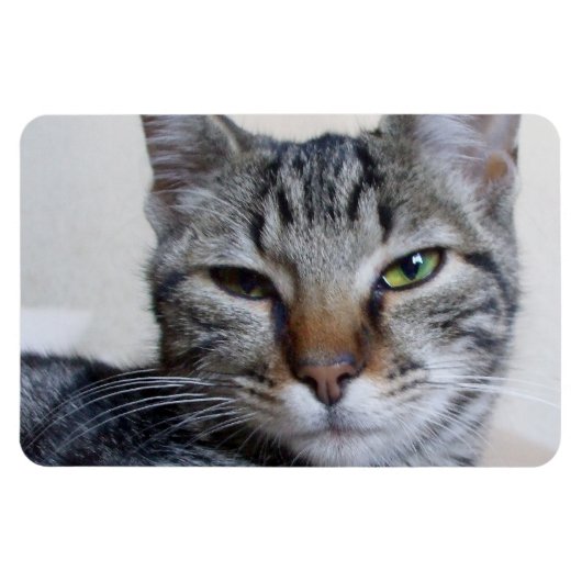 タビー猫 マグネット (横)