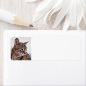 タビー猫 ラベル (インサイチュ)