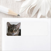 タビー猫 ラベル (インサイチュ)