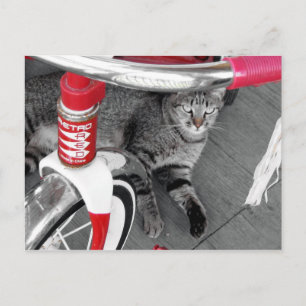 タビー・キャット ポストカード