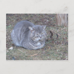 タビー・グレイ・キャット ポストカード