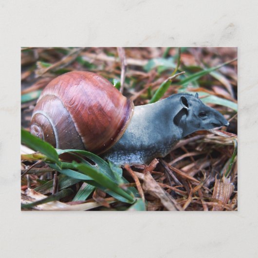 タピスネイルはがき ポストカード (正面)