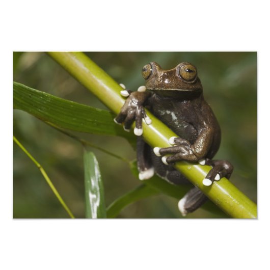 タピチャラカアマガエル Hyloscirtus フォトプリント (正面)