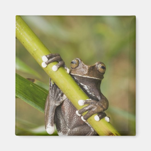 タピチャラカアマガエル Hyloscirtus マグネット (正面)