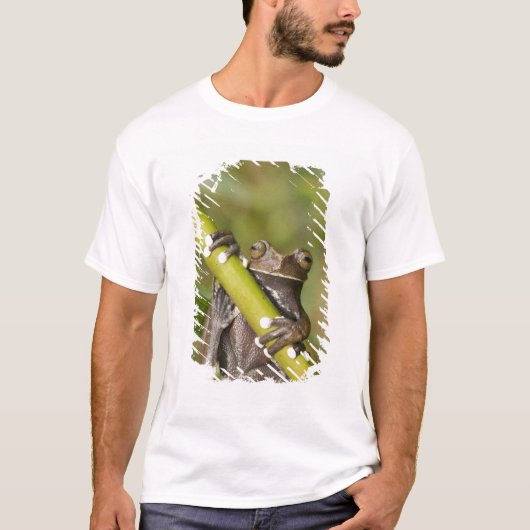 タピチャラカモドキアオガエル Hyloscirtus Tシャツ (正面)