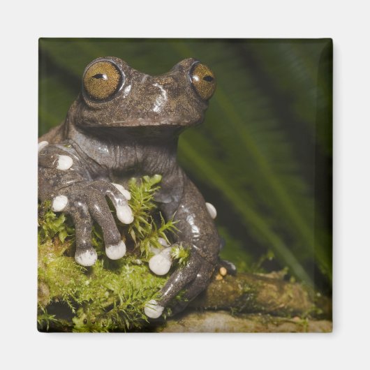 タピチャラカモドキアカアマガエル Hyloscirtus 3 マグネット (正面)
