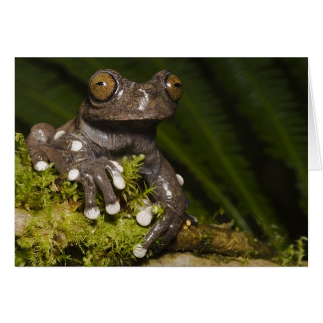 タピチャラカモドキガエル Hyloscirtus 3 (正面横)