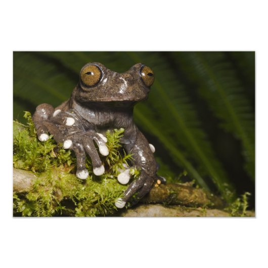 タピチャラカモドキガエル Hyloscirtus 3 フォトプリント (正面)