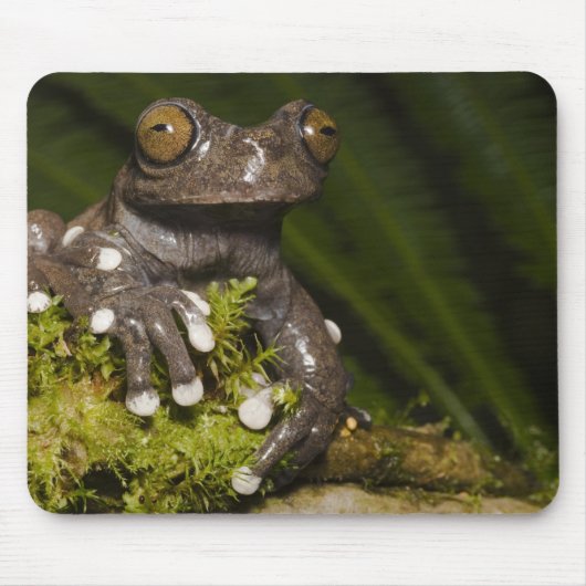 タピチャラカモドキガエル Hyloscirtus 3 マウスパッド (正面)