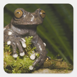 タピチャラカモリガエル Hyloscirtus 3 スクエアシール