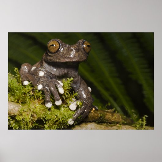 タピチャラカモリガエル Hyloscirtus 3 ポスター (正面)