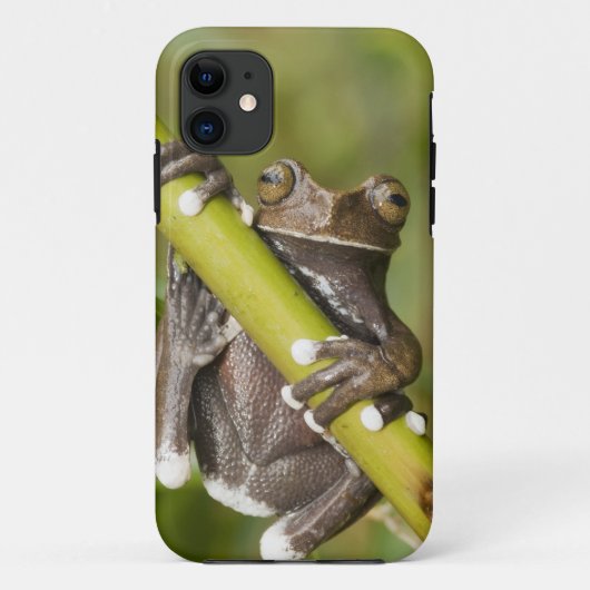 タピチャラカ・ツリーフロッグ Hyloscirtus Case-Mate iPhoneケース (裏面)