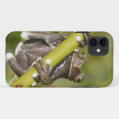 タピチャラカ・ツリーフロッグ Hyloscirtus Case-Mate iPhoneケース (裏面(横))