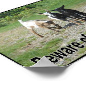 タフなナイジェリア人のドワーフ・ヤギ ポスター (角)