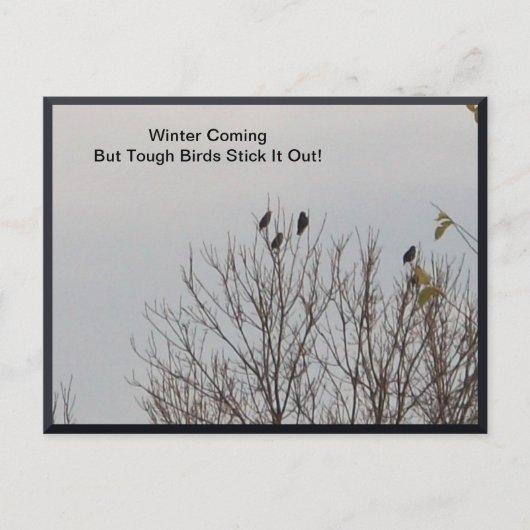 タフな鳥がはがきを貼り付ける ポストカード (正面)