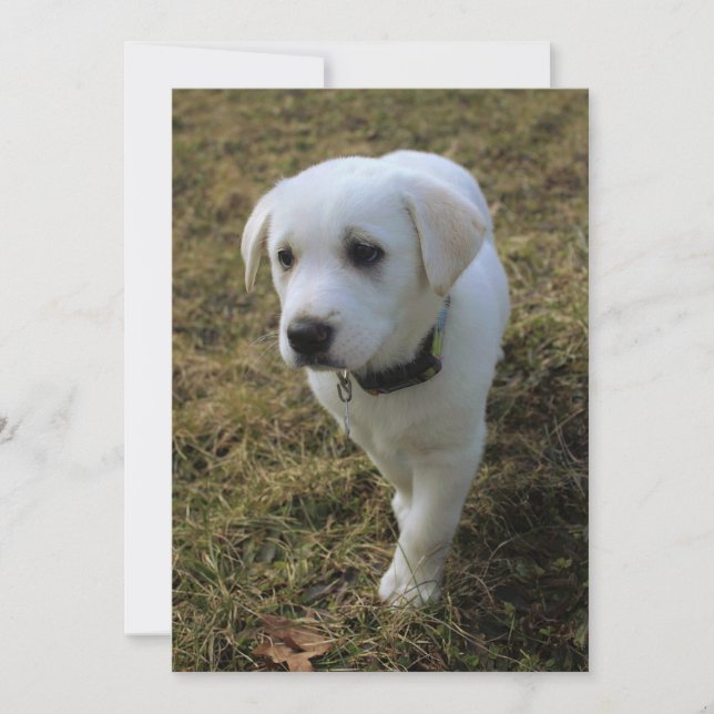 タフィー (正面)