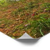 タフカメノン秋州パーク，ミシガン州，秋 ポスター (角)