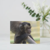 タフテッドカプチンモンキーポストカード ポストカード (スタンド正面)