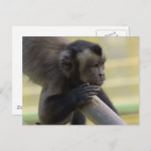 タフテッドカプチンモンキーポストカード ポストカード (正面/裏面)