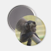 タフテッドカプチンモンキーマグネット マグネット (正面/裏面)