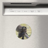 タフテッドカプチンモンキーマグネット マグネット (インサイチュ (食洗機))