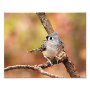 タフテッドタイトマウス秋写真 フォトプリント