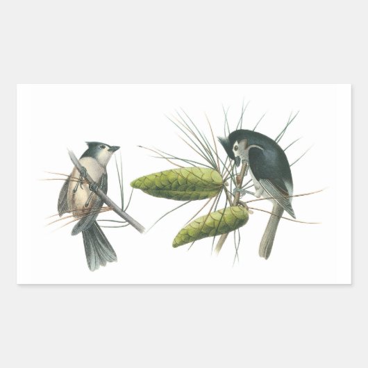 タフテッドタイトマウス(Audubon) 長方形シール (正面)