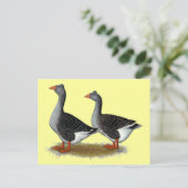 タフテッドトゥールーズゲーゼ ポストカード (スタンド正面)