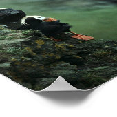 タフテッドパフィン対 ポスター (角)