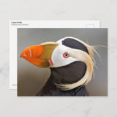 タフテッドプフィン ポストカード (正面/裏面)