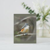 タフテッドTitmouseポストカード ポストカード (スタンド正面)