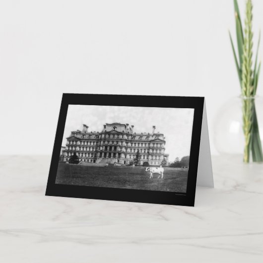 タフト牛の放牧1909戦争建物近く カード (正面)