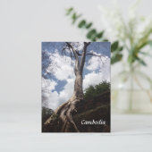 タプローム樹根 ポストカード (スタンド正面)