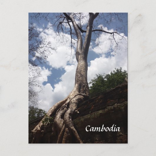 タプローム樹根 ポストカード (正面)