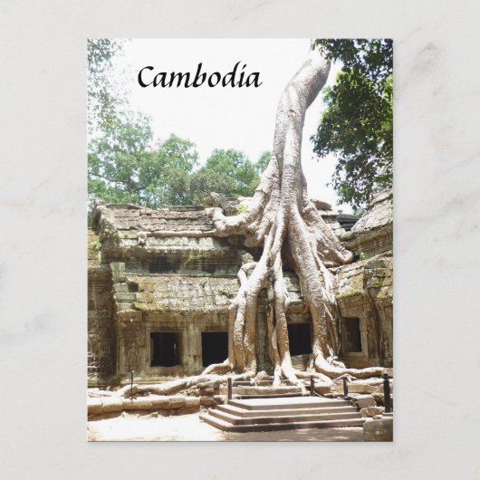 タプローム樹根 ポストカード (正面)