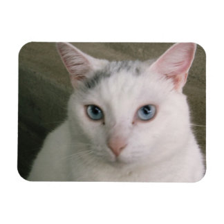 タポール マグネット