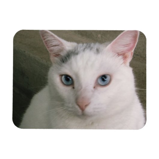 タポール マグネット (横)